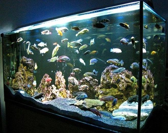 137 gallons freshwater fish tank (mostly fish and non-living decorations) - My beauty - cichlid tank