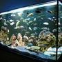 137 gallons freshwater fish tank (mostly fish and non-living decorations) - My beauty - cichlid tank