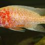freshwater fish - aulonocara sp. - red orchid stocking in 137 gallons tank - Aulonocara Red Orchid ?
