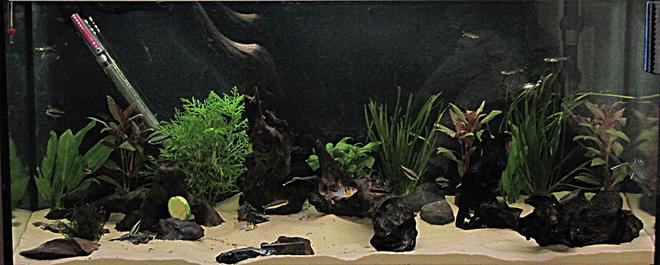 50 gallons planted tank (mostly live plants and fish) - my first tank