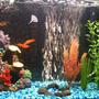 15 gallons freshwater fish tank (mostly fish and non-living decorations) - my first fish tank 15 gallons