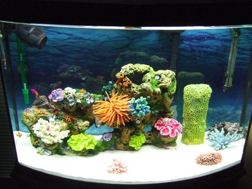 Rated #7: 36 Gallons Saltwater Fish Tank - I have 2 clown fish, 1 royal gramma, 1 purple fire goby, 1 skunk cleaner shrimp, and 1 blue knuckle hermit crab :DD