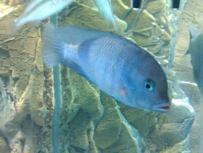 freshwater fish - cyrtocara moorii - blue dolphin cichlid stocking in 160 gallons tank - 1