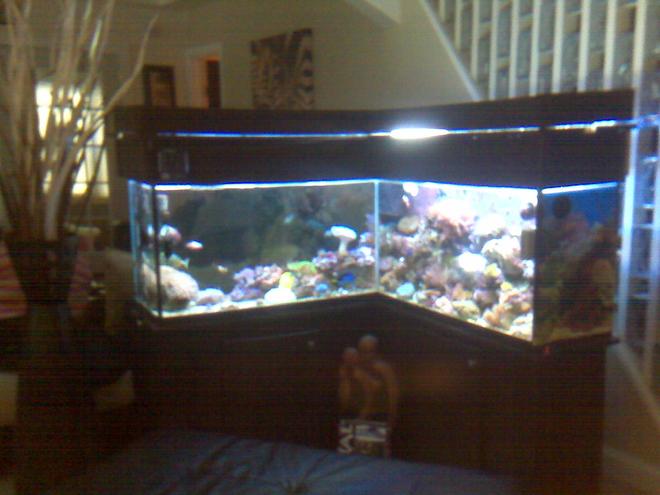 90 gallons reef tank (mostly live coral and fish) - My 90 gallon customize L shape reef and fish tank.