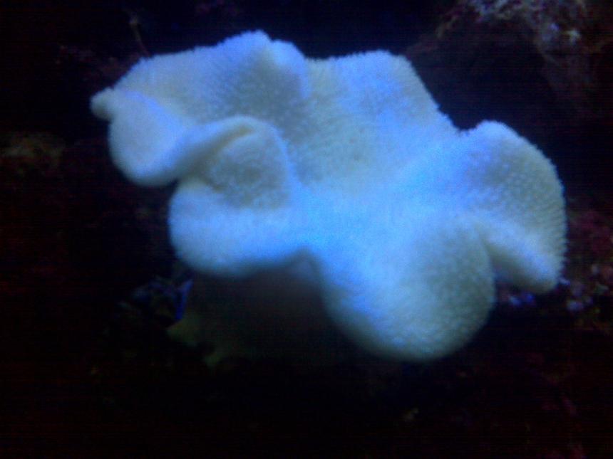 Rated #1: Corals Inverts - Sarcophyton Sp. - Toadstool Mushroom Leather Coral Stocking In 90 Gallons Tank - My leather tadstool coral