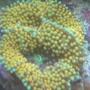 corals inverts - ricordea florida - ricordea mushroom stocking in 90 gallons tank - yellow soft coral