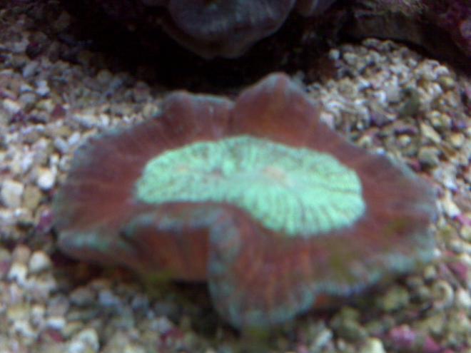corals inverts - trachyphyllia geoffroyi - brain coral, trachyphyllia stocking in 90 gallons tank - exotic coral