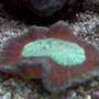 corals inverts - trachyphyllia geoffroyi - brain coral, trachyphyllia stocking in 90 gallons tank - exotic coral