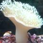 corals inverts - sarcophyton sp. - toadstool mushroom leather coral stocking in 90 gallons tank - white leather coral