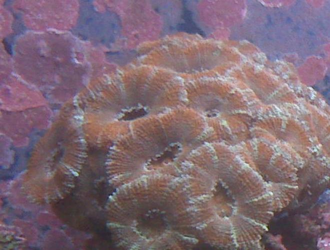 corals inverts - acanthastrea lordhowensis - aussie acan lord stocking in 90 gallons tank - red coral