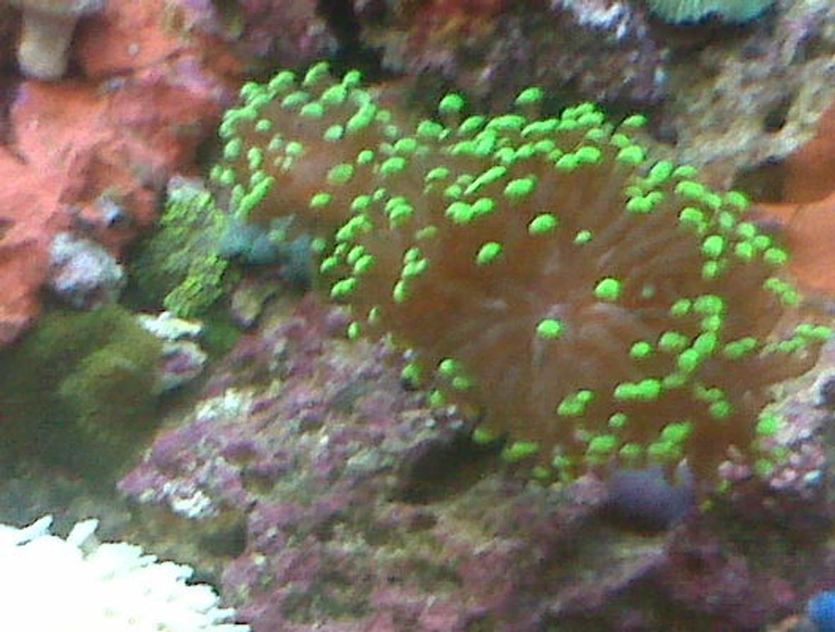 corals inverts - euphyllia glabrescens - torch coral stocking in 90 gallons tank - green coral
