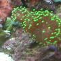 corals inverts - euphyllia glabrescens - torch coral stocking in 90 gallons tank - green coral
