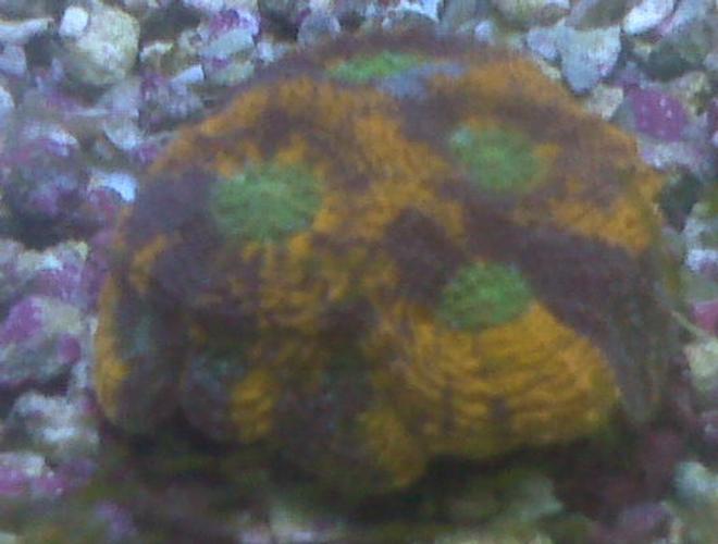 corals inverts - acanthastrea echinata - acan brain coral stocking in 90 gallons tank - colorful