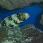 saltwater fish - echidna nebulosa - snowflake eel stocking in 180 gallons tank - Snowflake Eel