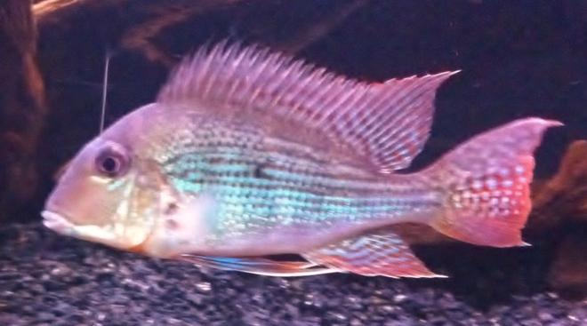 freshwater fish - geophagus jurupari - demon fish stocking in 72 gallons tank - Geophagus Jurupari(old shot)