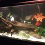 180 gallons freshwater fish tank (mostly fish and non-living decorations) - my beautiful 180g trying to make everyone happy :)