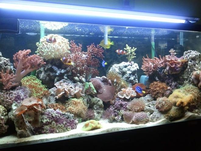 57 gallons reef tank (mostly live coral and fish) - New Upload: 16/03/2011 
Tank size: 4L, 1.25W, 1.5H 
Using Canister pam, T5 light, protein skimmer, surface skimmer and resum chiller.  Currently this tank was fresh water fish, but now i change it to marine and have to reused what existing equipment. Canister not really suitable for marine. But here u can see cheep things also worth for the good one.