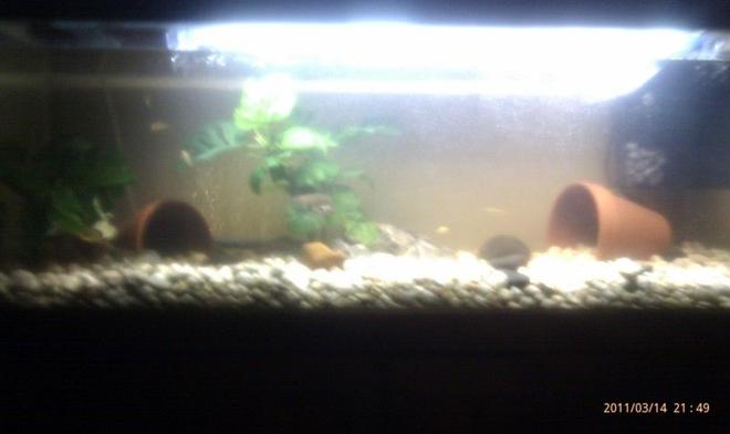 200 gallons planted tank (mostly live plants and fish) - my yabbies in 4ft tank