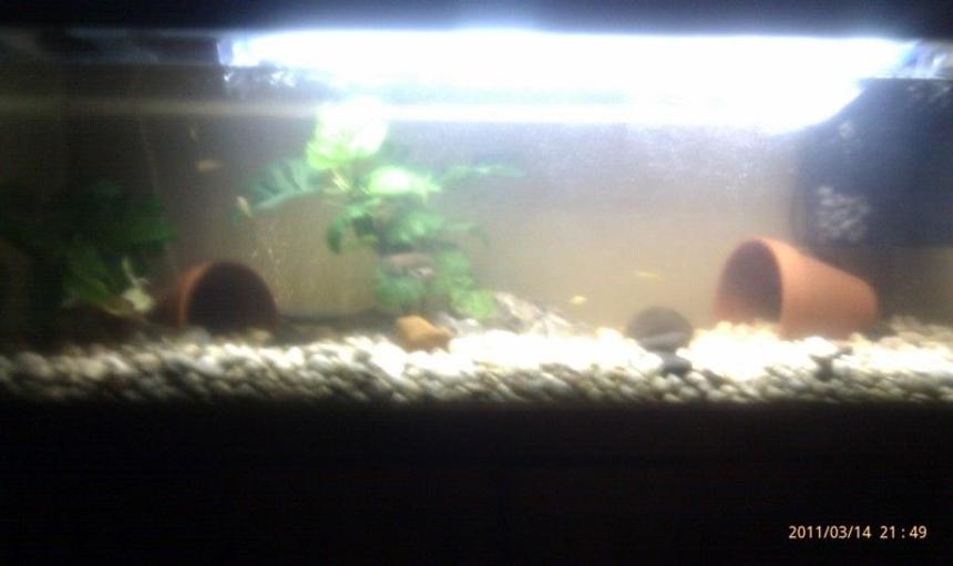 Rated #192: 200 Gallons Planted Tank - my yabbies in 4ft tank