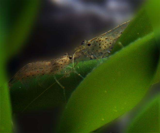 corals inverts - paleomonetes sp. - ghost shrimp stocking in 15 gallons tank - Ghost shrimp couple on some leaves.