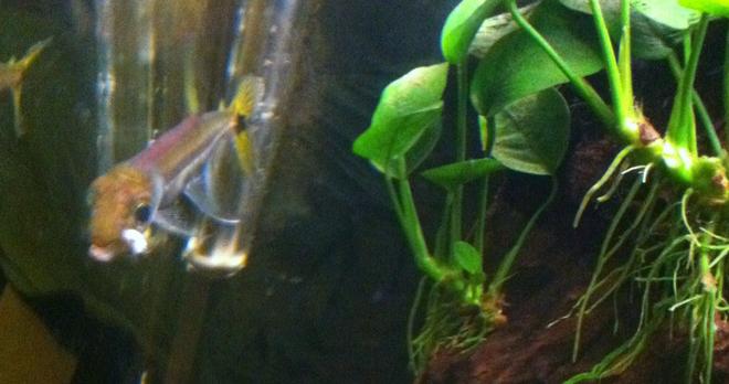 freshwater fish - sphyraena flavicauda - yellowtail barracuda stocking in 72 gallons tank - Yellowtail Barracuda(eating)