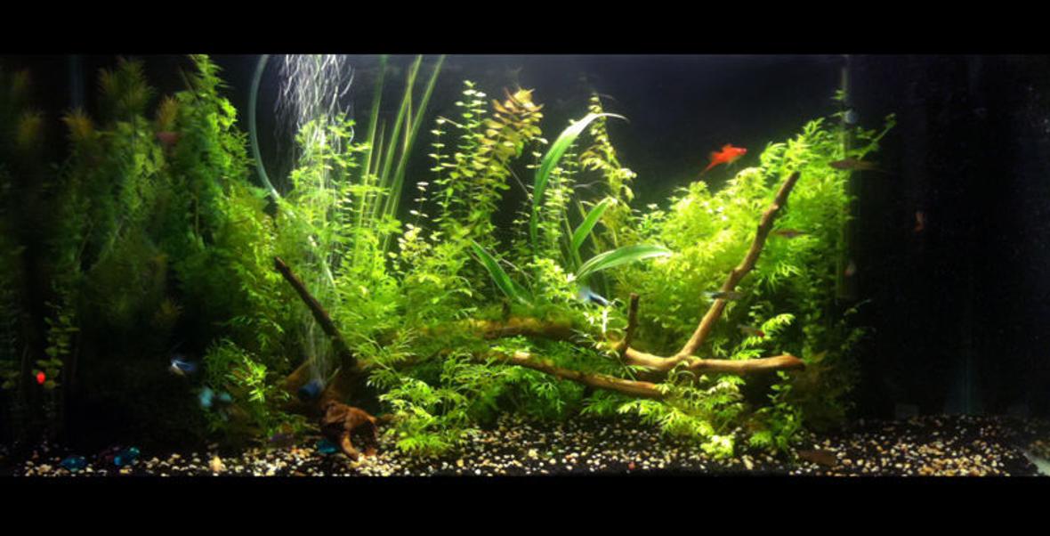 33 gallons planted tank (mostly live plants and fish) - my first planted aquarium... set up for about 7 months now. 10Hr's photo period, L.E.D moon lights. No C02 system. Internal filter pump filled with active carbon. Water is around 25-26 degrees celcius. Excel is used for plant carbon... no algae problems visible.