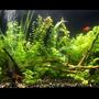 33 gallons planted tank (mostly live plants and fish) - my first planted aquarium... set up for about 7 months now. 10Hr's photo period, L.E.D moon lights. No C02 system. Internal filter pump filled with active carbon. Water is around 25-26 degrees celcius. Excel is used for plant carbon... no algae problems visible.