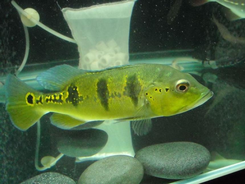 Rated #60: Freshwater Fish - Cichlia Ocellaris - Peacock Bass (ocellaris) Stocking In 67 Gallons Tank - Peacock bass Nov 2010
cicla orinocensis
15" 
4ft x 2ft x 2ft tank
430.42 litres / 113.87 gallons 

tankmates:
Indo Tigers (datnoides)
Albino Pleco
Red Severum
Marbled Goby
Cicila Tememsis
Barramundi
Oscar