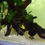 fish tank picture - my tropheus ikola