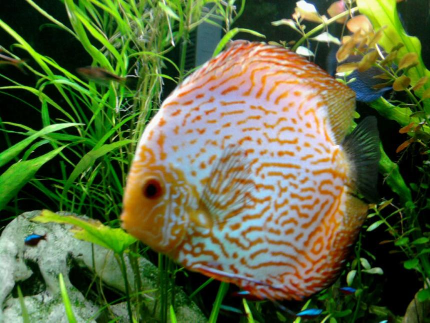 Rated #10: Freshwater Fish - Symphysodon Spp. - Pigeon Blood Discus Stocking In 135 Gallons Tank - Pigeon blood discus