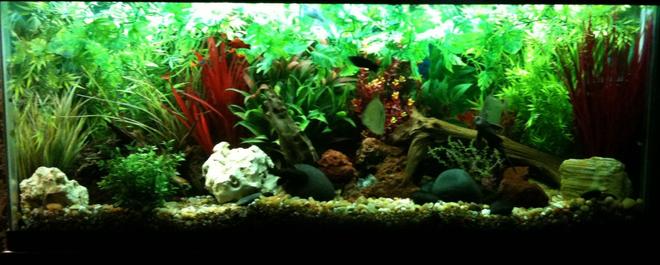 55 gallons freshwater fish tank (mostly fish and non-living decorations) - 55 gallon freshwater community aquarium