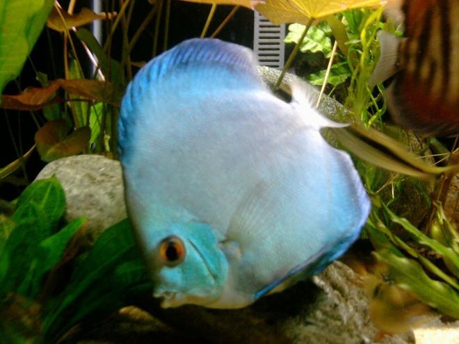 freshwater fish - symphysodon sp. - blue diamond discus stocking in 135 gallons tank - Blue Diamond Discus