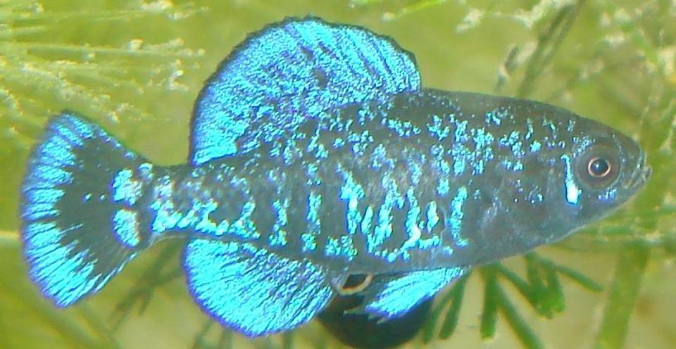 freshwater fish - elassoma gilberti - pygmy sunfish stocking in 75 gallons tank - Elassoma gilberti, the gulf coast pygmy sunfish