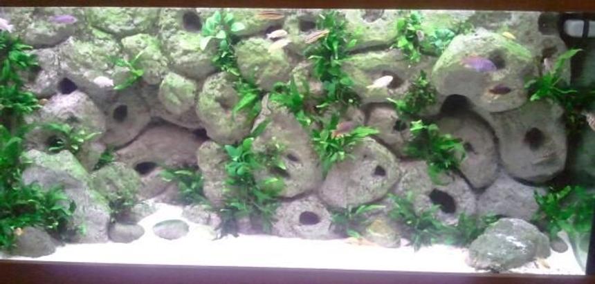 Rated #102: 75 Gallons Freshwater Fish Tank - Malawi tank with DIY background