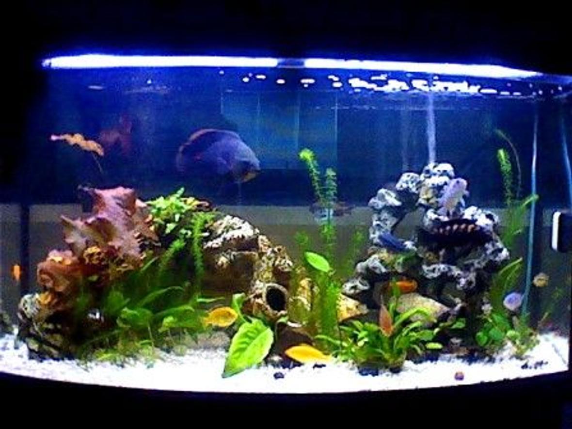 47 gallons planted tank (mostly live plants and fish) - 47gallon mostly cichlids. if anyone has any advice they would like to give me please feel free to comment Sorry for the low quality pictures