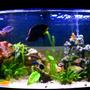 fish tank picture - Cichlids