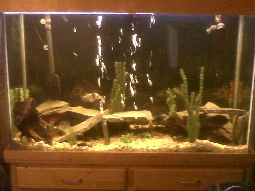 Rated #259: 110 Gallons Freshwater Fish Tank - AGGRESSIVE FISH TANK