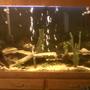 110 gallons freshwater fish tank (mostly fish and non-living decorations) - AGGRESSIVE FISH TANK