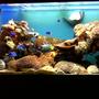 fish tank picture - My Reef Tank 2