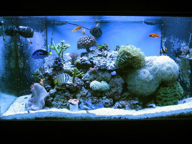 120 gallons reef tank (mostly live coral and fish) - My reef as of March 2011
