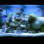 120 gallons reef tank (mostly live coral and fish) - My reef as of March 2011