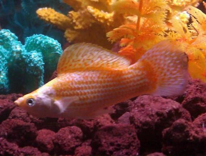 Rated #449: Freshwater Fish - Poecilia Latipinna - Golden Sailfin Molly Stocking In 110 Gallons Tank - Molly