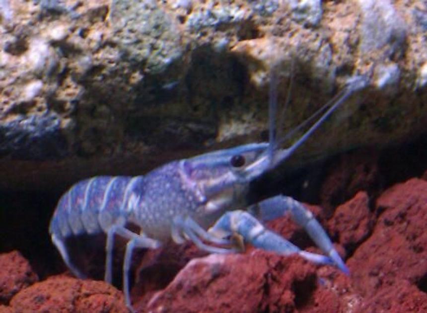 Rated #12: Corals Inverts - Procambarus Sp. - Hammers Cobalt Blue Lobster Stocking In 110 Gallons Tank - Blue lobster