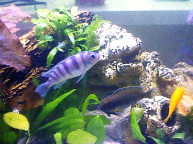 freshwater fish - metriaclima lombardoi - kenyi cichlid stocking in 47 gallons tank