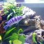 freshwater fish - metriaclima lombardoi - kenyi cichlid stocking in 47 gallons tank