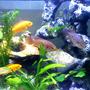 freshwater fish - hemichromis bimaculatus - jewel cichlid stocking in 47 gallons tank - SA&AF Cichlids