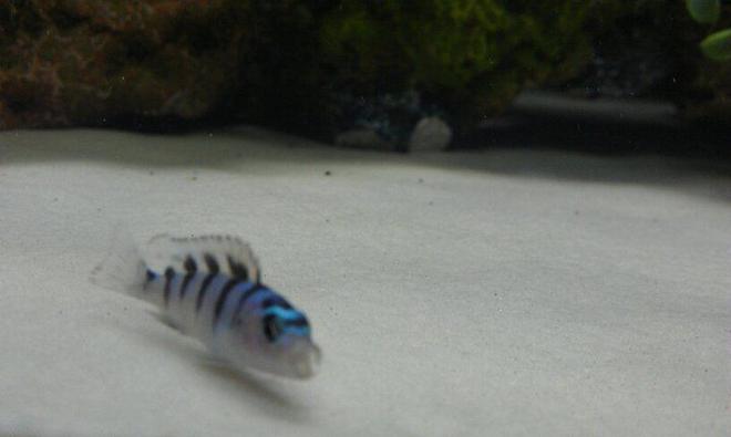 freshwater fish - metriaclima lombardoi - kenyi cichlid stocking in 20 gallons tank - metriaclima lombordoi (1inch)
 my tiny kenyi cichlid " sushi "