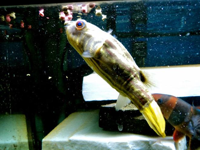 freshwater fish - tetraodon lineatus - fahaka puffer stocking in 90 gallons tank - Fahaka puffer eating