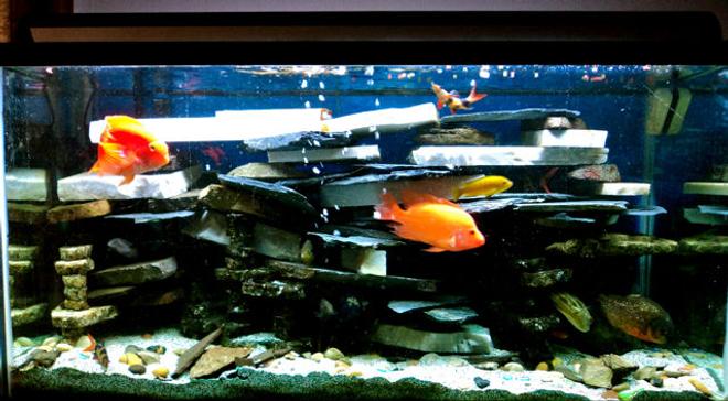 90 gallons freshwater fish tank (mostly fish and non-living decorations) - most aggressive tank ever!