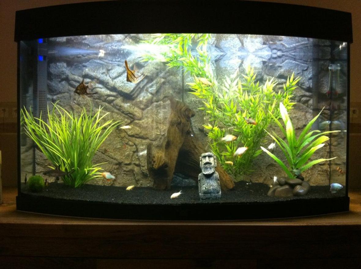 50 gallons freshwater fish tank (mostly fish and non-living decorations) - My Tank